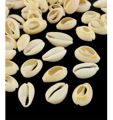 Gros cauri coupé (20pcs)