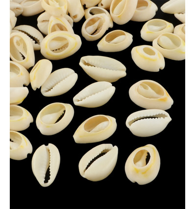 Gros cauri coupé (20pcs)