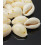 Gros cauri percé (20pcs)