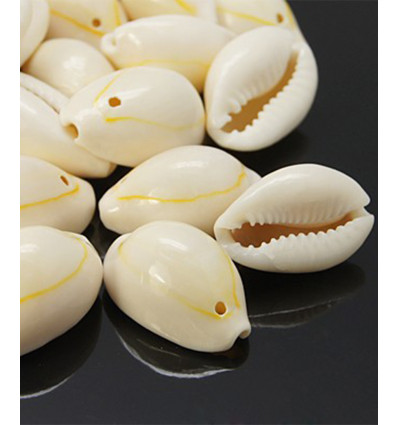 Gros cauri percé (20pcs)