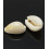 Gros cauri percé (20pcs)