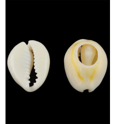 Gros cauri coupé (20pcs)