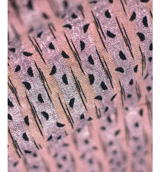 Tissu Walkie Talkie - Jacquard Confetti