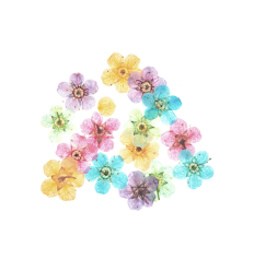 Incrustation petites fleurs séchées (15pcs)