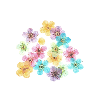 Incrustation petites fleurs séchées (15pcs)