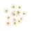 Incrustation petites fleurs séchées (15pcs)