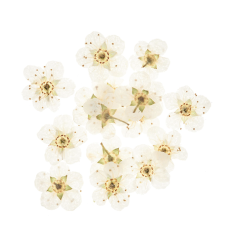 Incrustation petites fleurs séchées (15pcs)
