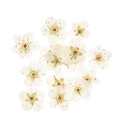 Incrustation petites fleurs séchées (15pcs)